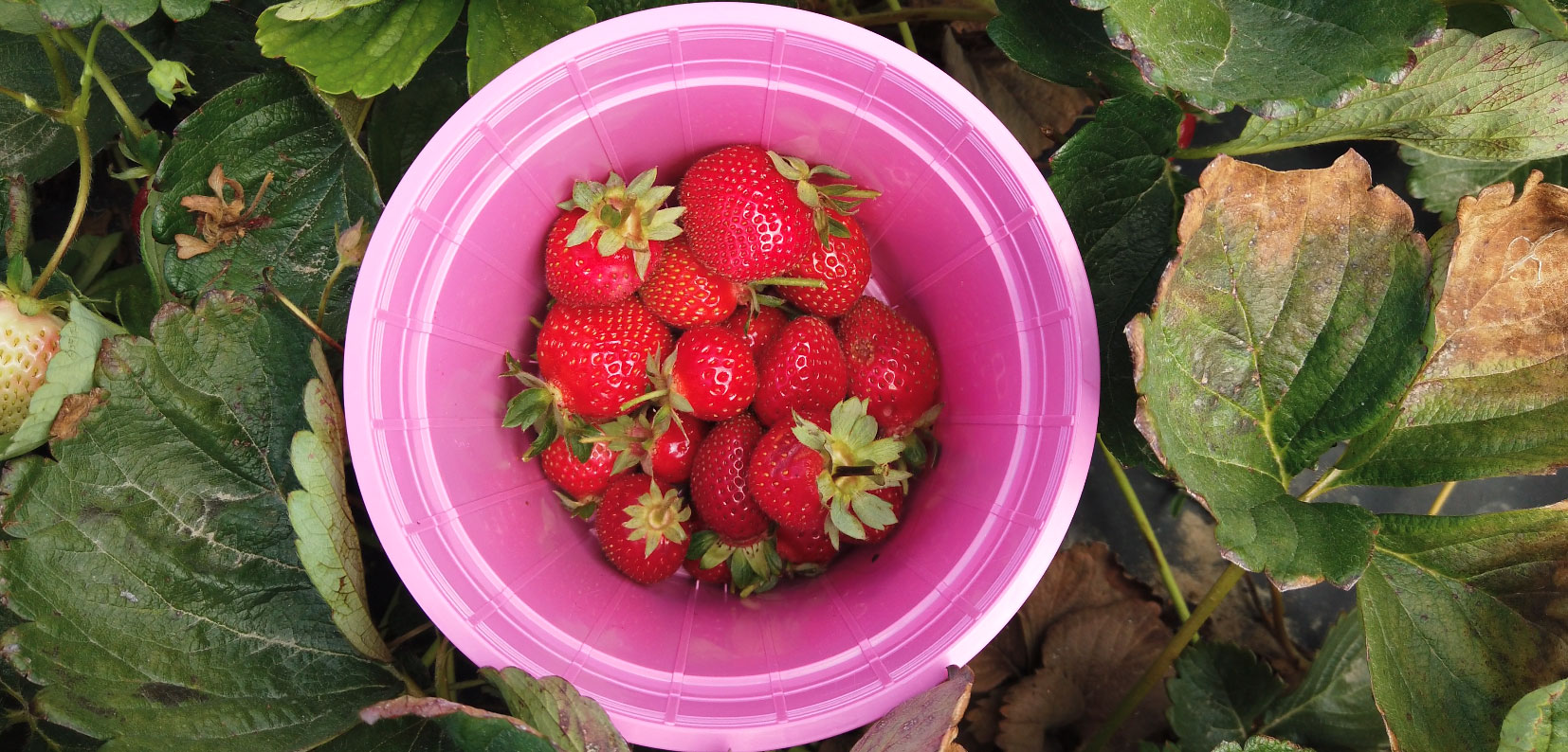 A bucket of strawberries at Polkadraai Farm