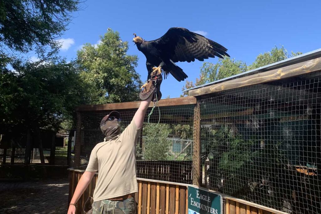 Black Eagle at Eagle Encounters Spier