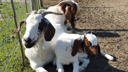 Boer goats commonly have white bodies and distinctive brown heads. Boer goats at Giraffe House
