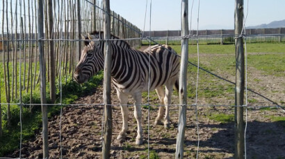 Zebras are African equines with distinctive black-and-white striped coats. A picture of a Zebra at Giraffe House