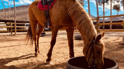 Domestic horses can live to about 25 years old. You can explore Aquila's rich wildlife on a horse-back safari. A saddled horse eating