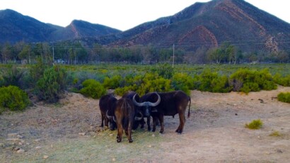 Oxpeckers can often be seen sitting on the hide of a Cape buffalo. They are called oxpeckers and have a symbiotic relationship with the buffalo by removing ticks/insects from their skin. A gangster of buffalo eating