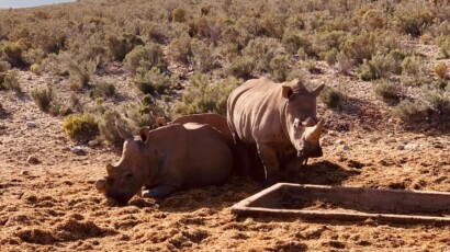 There are five species of rhino. Two of them are African - the black rhino and the white rhino. A crash of rhinoceroses