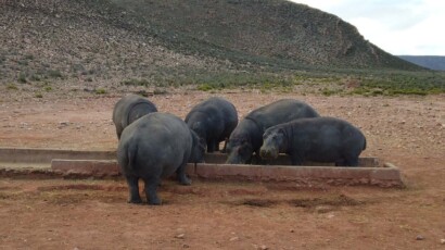 The name hippopotamus comes from the Ancient Greek "river horse". A bloat of hippos eating