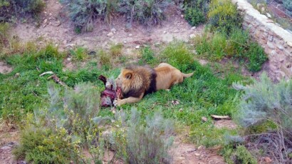 Lions can live in groups of up to thirty lions, water, and food dependant. An African lion eating ribcage