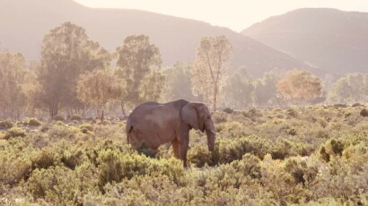 Elephants can live up to 60-70 years. A single African elephant out in the field