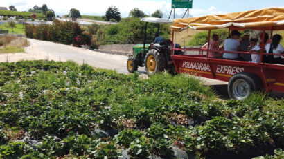 There are many activities to choose from at Polkadraai farm. Tractor in strawberry field