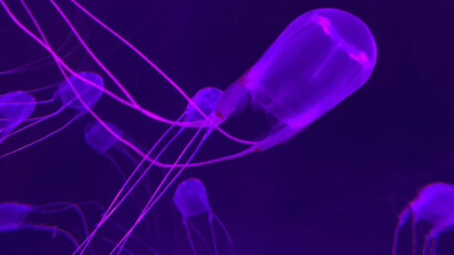 Box jellies are related to the deadly sea wasps found off the coast of Australia. Box Jellies at the Aquarium