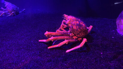 Spider crabs are the largest crustaceans in the world – males grow to approximately 1m in length with a 4m leg stretch. A Giant spider crab illuminated in pink light