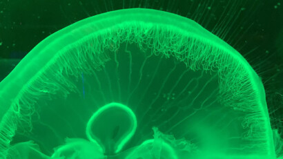 Moon jellies can grow to between 25 and 40cm in size. Moon jellies illuminated in green light