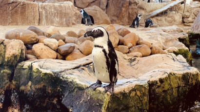 African Penguins are also known as Jackass Penguins African Penguins at the aquarium
