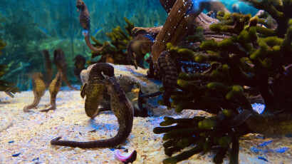 The Knysna seahorse is the only seahorse that is endangered. Knysna seahorses at the Two Oceans Aquarium