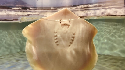 Eagle rays can live up to 20 years and weigh between 20 to 25kg. An eagle ray peeking out of the water